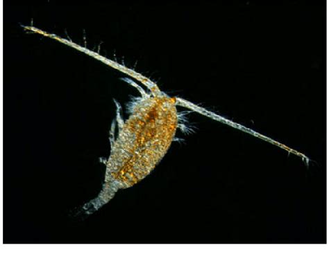 A Calanoid Copepod With Accumulated Red Carotenoids In The Body