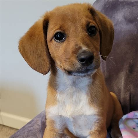 Dog for Adoption - Bluey, a Beagle in Peoria, IL | Alpha Paw