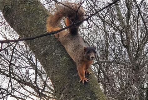 About Fox Squirrels