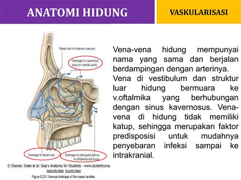 Anatomi Hidung Dan Sinus Paranasal Tht Kl Unand Ppt