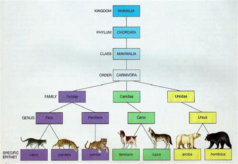 Animal Classification Kingdom Phylum Chart