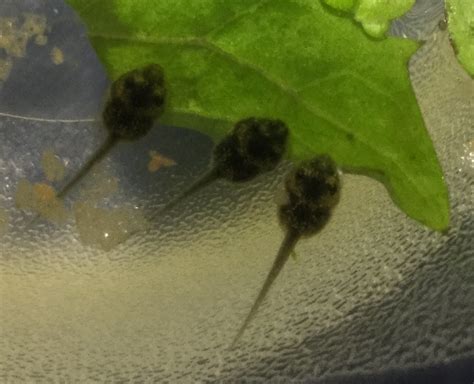 Tadpole Identification