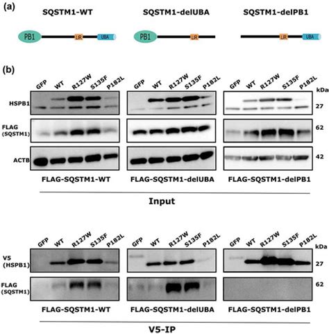 Full Article Neuropathy Causing Mutations In HSPB1 Impair Autophagy By