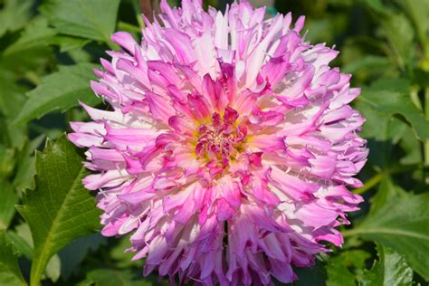 Kung Fu Kitty Kitsap Dahlia Society