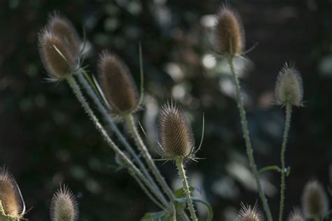 Gratis Afbeelding Flora Distel Bloem Zomer Natuur Blad Kruid