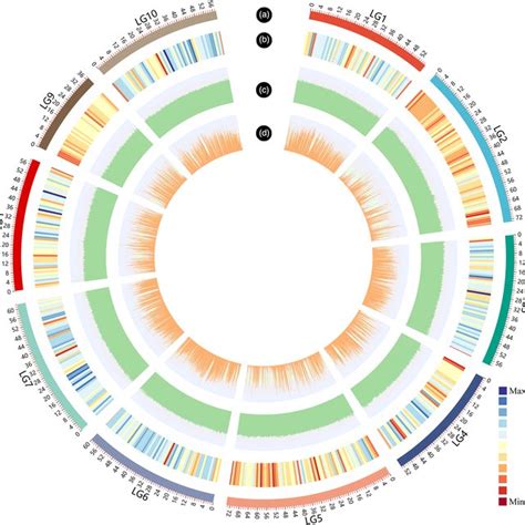 CIRCOS Visualization Of SNP Distribution At The Genomewide Level A