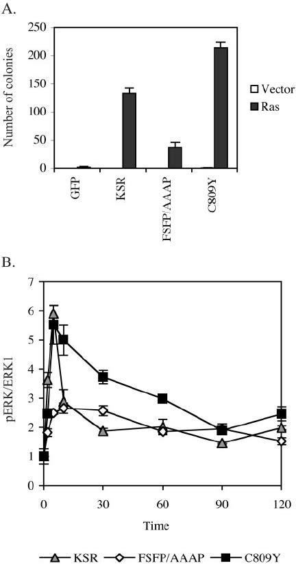 The KSR1-ERK interaction is required, but the KSR1- MEK interaction is ... 