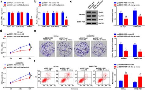 Ddx11 As1 Modulates The Growth And Metastasis Of Hcc Cells Through Download Scientific Diagram