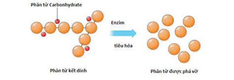 L Thuy T Sinh Kh I Ni M V Vai Tr C A Enzyme