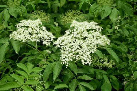 How To Grow And Care For American Elderberry