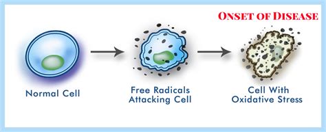 Antioxidants How Do They Work Immune Health Basics