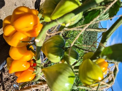 Томат Желтые гребешки: описание сорта, ОТЗЫВЫ (10), фото | tomatland.ru
