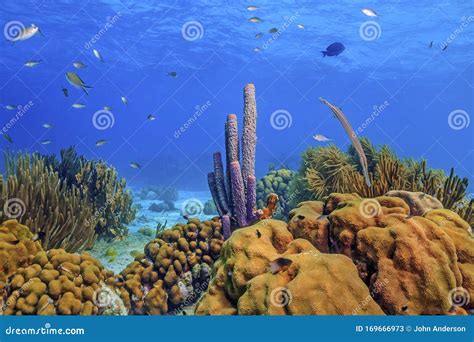 Caribbean Coral Garden Stock Image Image Of Ocean Tube 169666973