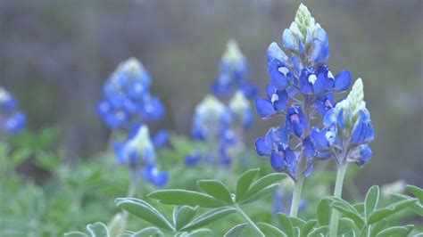 The Legend Of The Bluebonnet