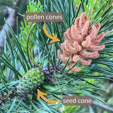 Pinus Ovulate Cone