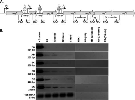 A Computationally Predicted Pqq Operon Structure In P Putida Kt2440