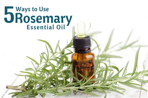 Top 5 Ways To Use Rosemary Essential Oil Organic Aromas