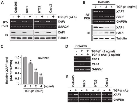 Tgf β1 Downregulates Xaf1 Mrna Expression A Semi Quantitative Rt Pcr