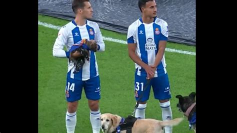 Pourquoi Ces Footballeurs Sont Entrés Sur Le Terrain Avec Des Chiots