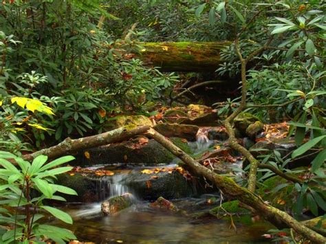 Free Images Tree Nature Forest Waterfall Branch Sun Sunlight Rain Leaf Flower Green