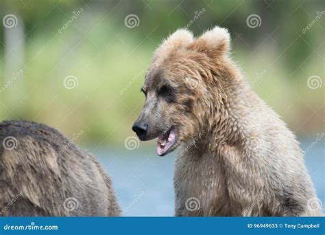 Two Alaskan Brown Bears Playing Stock Image Image Of Ursus National