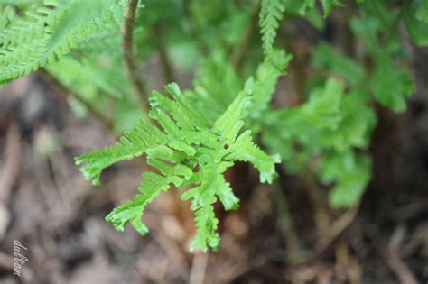 Zielono Zakr Ceni Nerecznica Mocna Dryopteris Affinis Subsp Borrei