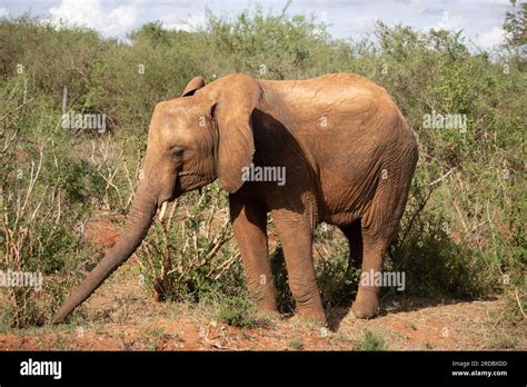 The Great Mighty Red African Elephants In Kenya In Tsavo East National