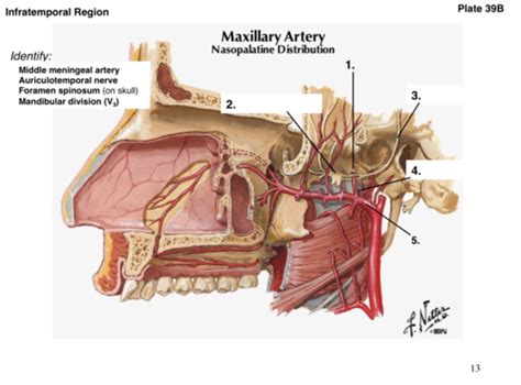 Auriculotemporal Nerve Middle Meningeal Artery