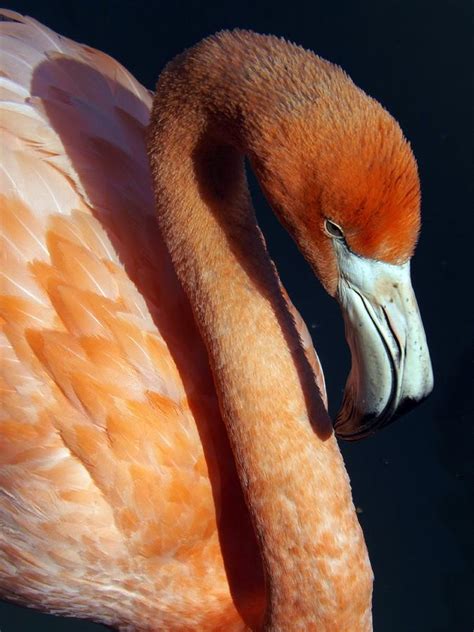 Flamingo Profile Macro Photograph By Sara Raber Pixels