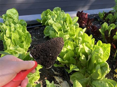How To Grow Lettuce 🌱 🥬 Sprout Your Way To Garden Fresh Salads