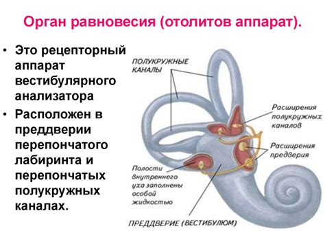 Орган слуха и равновесия - online presentation