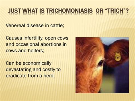 Ppt Trichomoniasis Powerpoint Presentation Free Download Id9187946