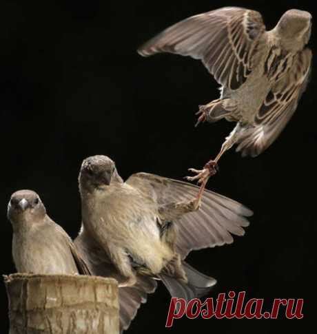 Смешные животные | Татьяна Гапошкина | Милота. Фото зверят на Постиле