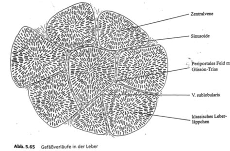 Leber Pankreas Karteikarten Quizlet