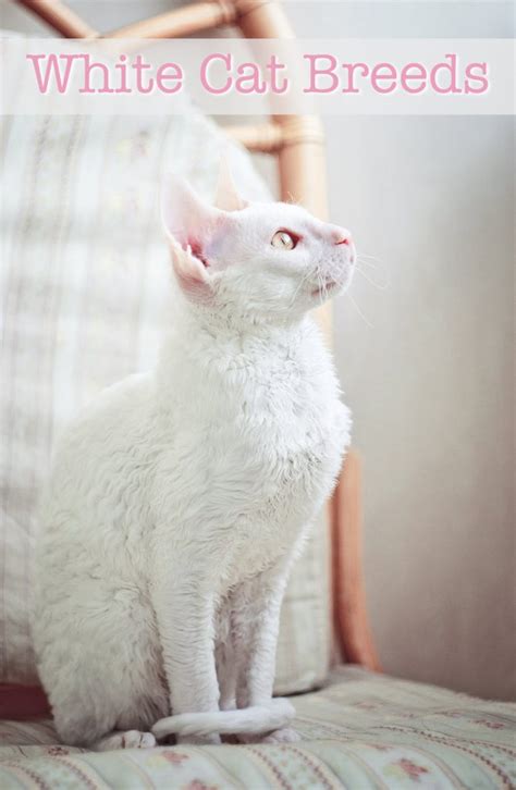 White Cat Breeds - The Most Popular White Cat Breeds And Their Care