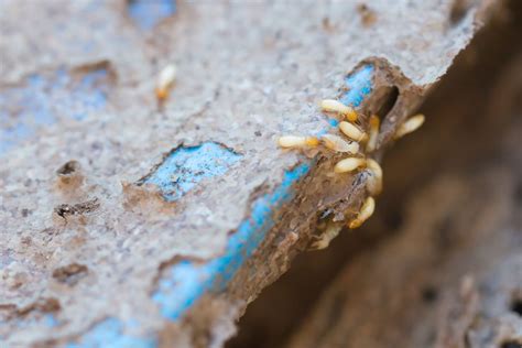 Pin By Florida Environmental Pest Management On Termite Control