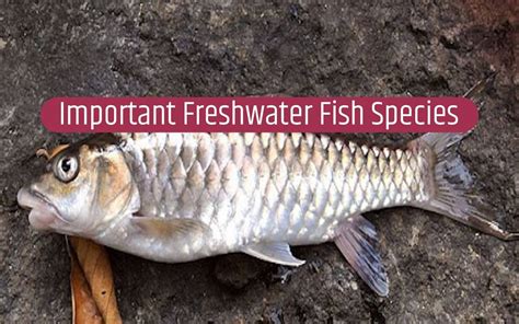 Most Popular Freshwater Fish Species Of The Indian Rivers