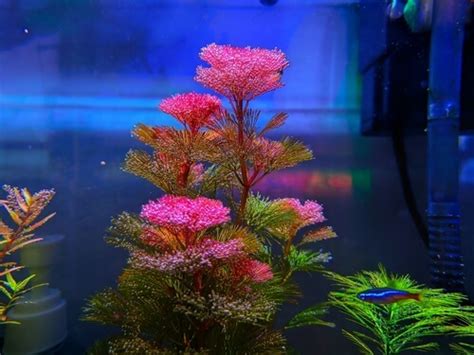 13 Best Aquarium Background Plants