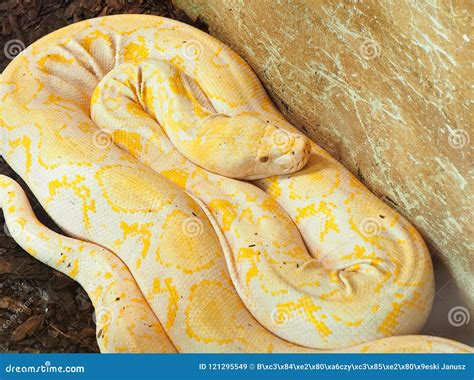 Reticulated Python Stock Image Image Of Outdoors Wild 121295549