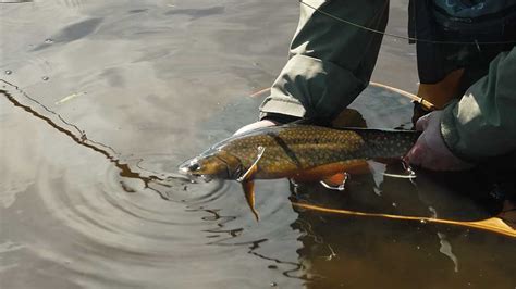 Fly Fishing in Algoma | Northern Ontario Travel