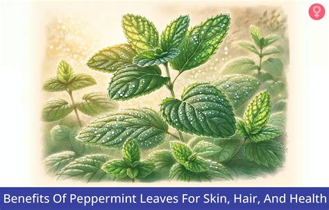 23 Benefits Of Peppermint Leaves For Skin Hair And Health