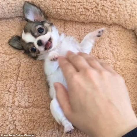 Chihuahua Whose Love Of Belly Rubs Has Made Her An Instagram Star