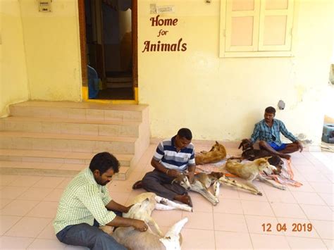 Removing Ticks From Dogs Karuna Society For Animals And Nature