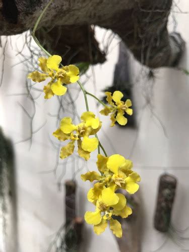 Oncidium Barbatum Orquídea Adulta Muito Fácil Cultivo