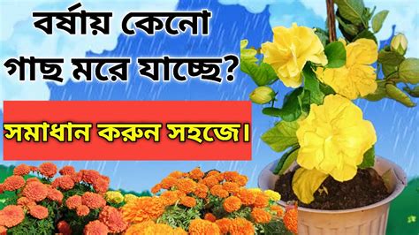 বর্ষায় জবা গাছের পরিচর্যা। How To Care Hibiscus Plants In Rainy Season