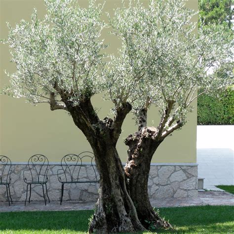 Olea Europaea