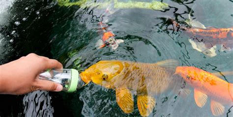 Koi Pond Fish Care : Biological Science Picture Directory – Pulpbits.net