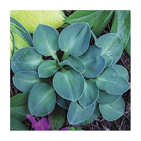 Spring Hill Nurseries Blue Mouse Ears Mini Hosta Compact Shade