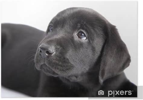 Poster Chiot Chien Labrador Noir Sur Blanc Pixers Fr