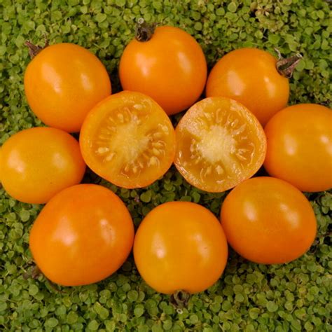 Tomate Cerise Jaune Gold Nugget